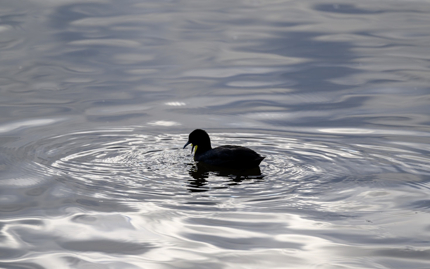 The Ultimate Field Guide for Waterfowl Hunting Beginners