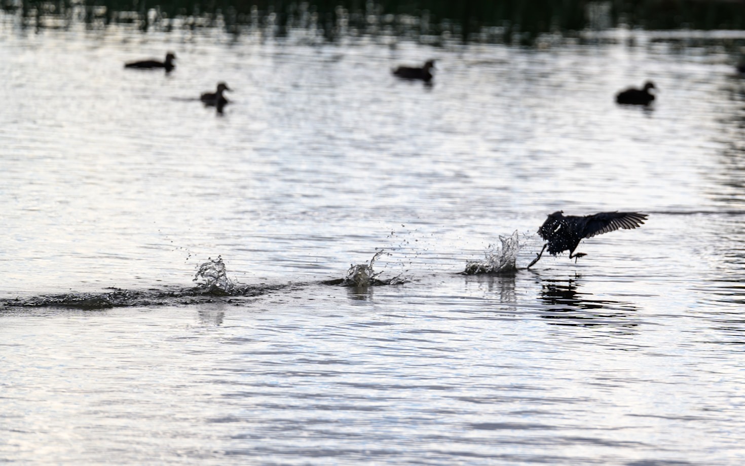 Training Your Dog for Waterfowl Retrieval Success