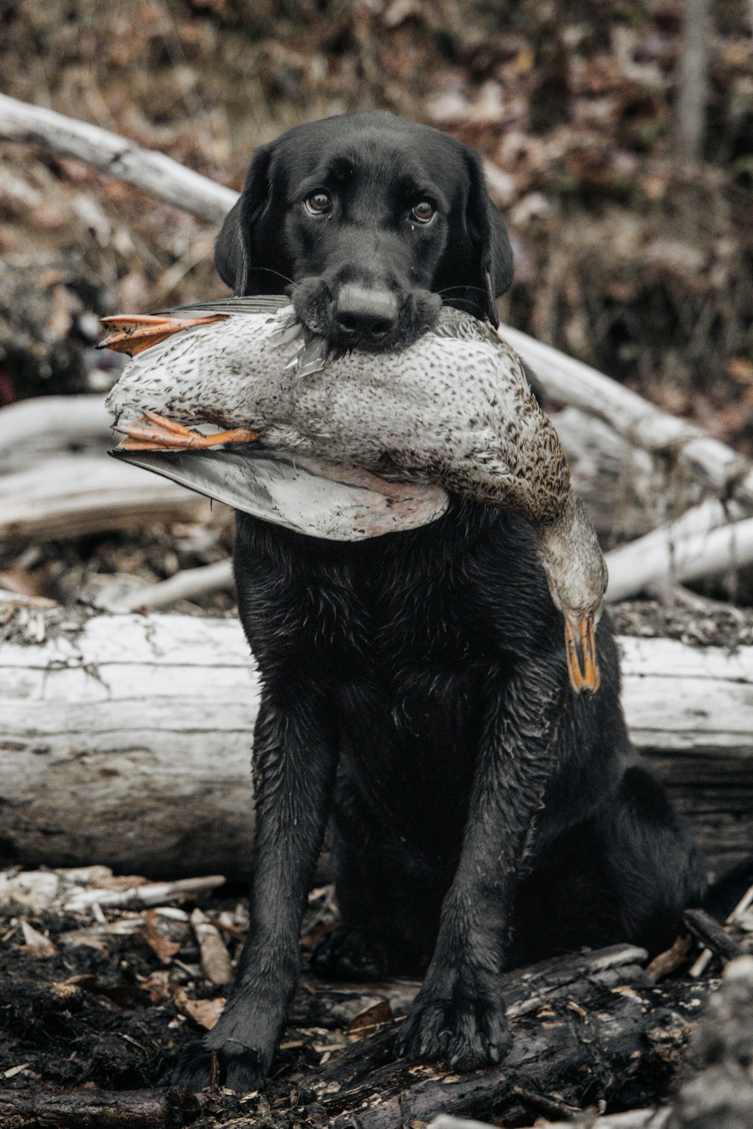 Seasonal Hunting Strategies: What You Need to Know