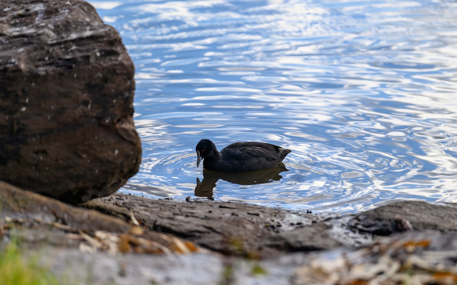 Essential Gear Every Waterfowl Hunter Should Carry