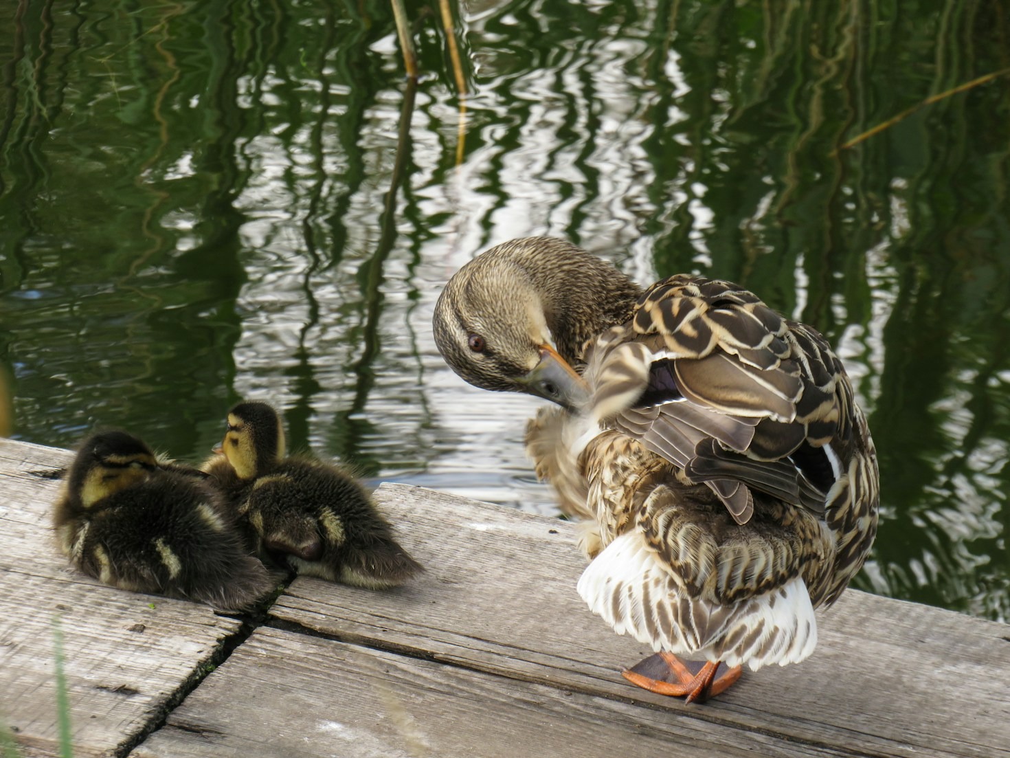 Tips for Ethical and Sustainable Waterfowl Hunting