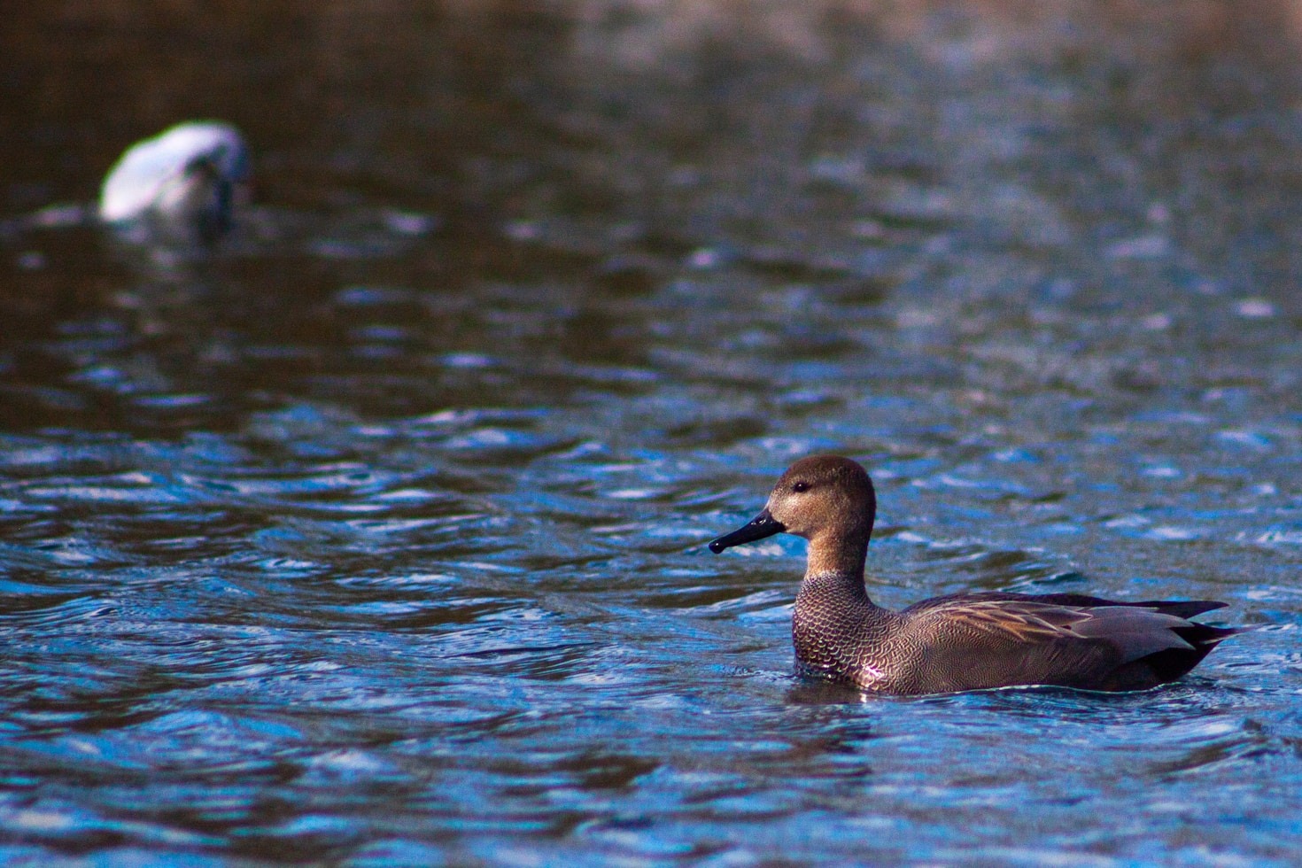 Understanding Waterfowl Behavior for Better Hunts